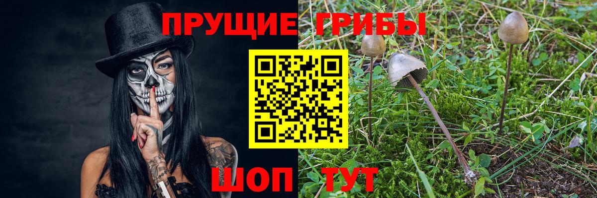 Галлюциногенные грибы Psilocybine cubensis Шахты
